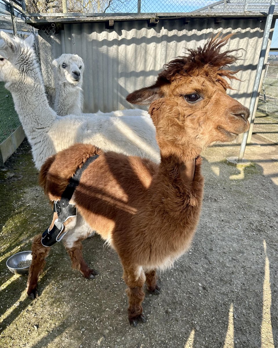 Lebensqualität für Tiere