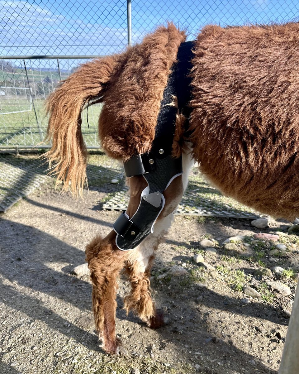 Lebensqualität für Tiere